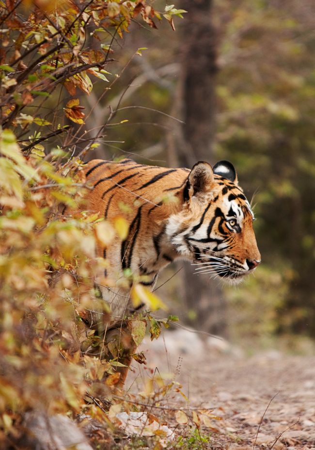 Rajasthan Jungle Safari