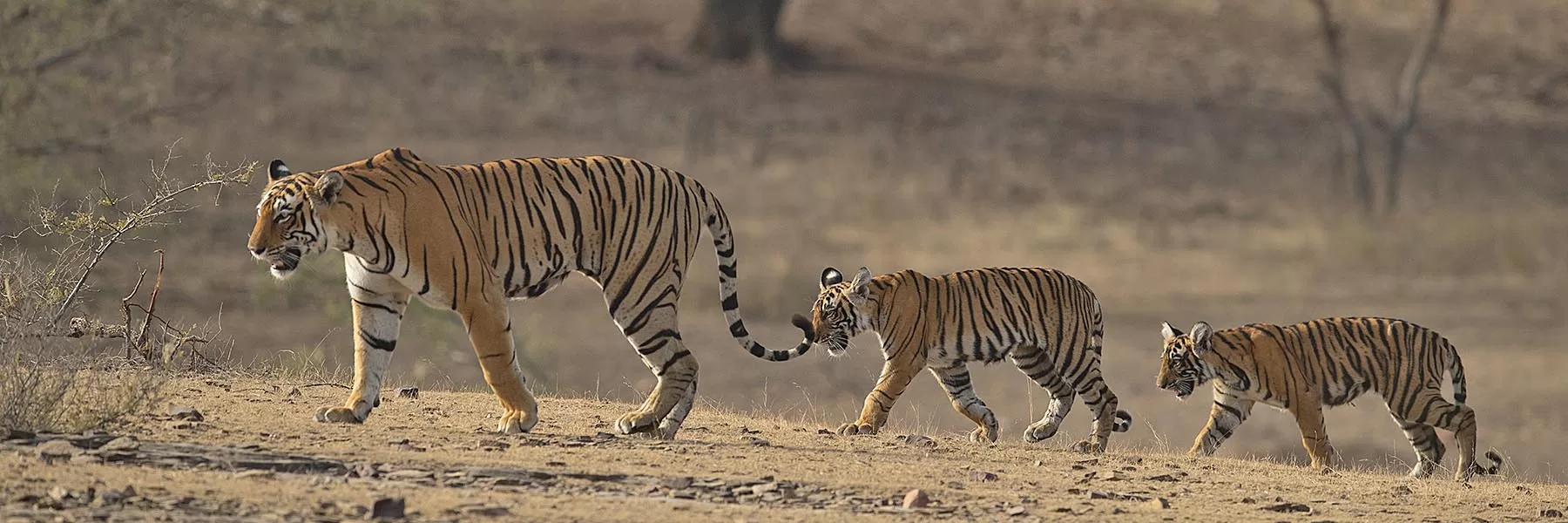 Rajasthan Jungle Safari
