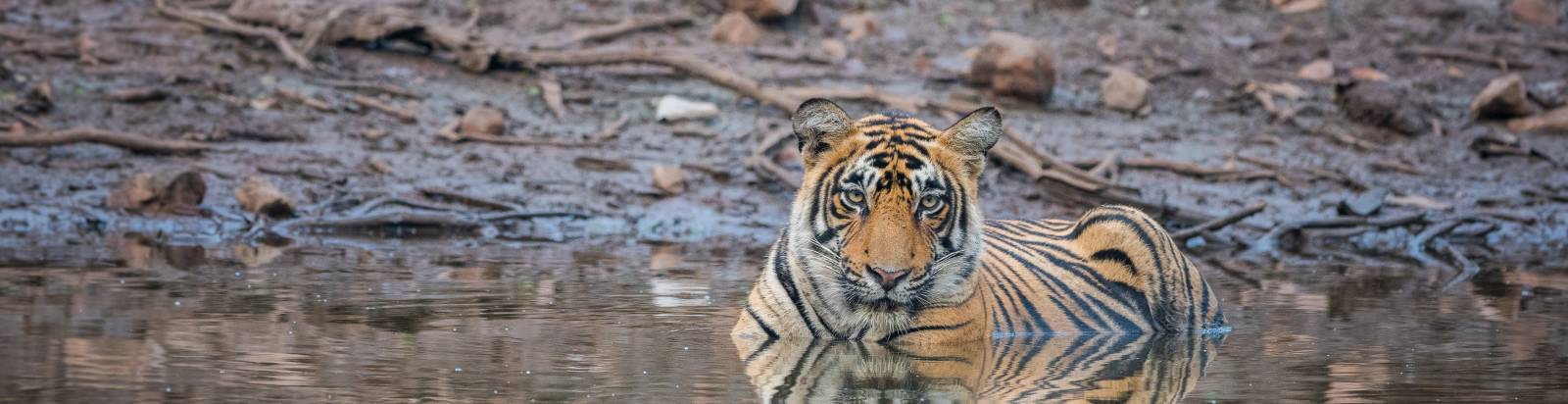 Ranthambore National Park